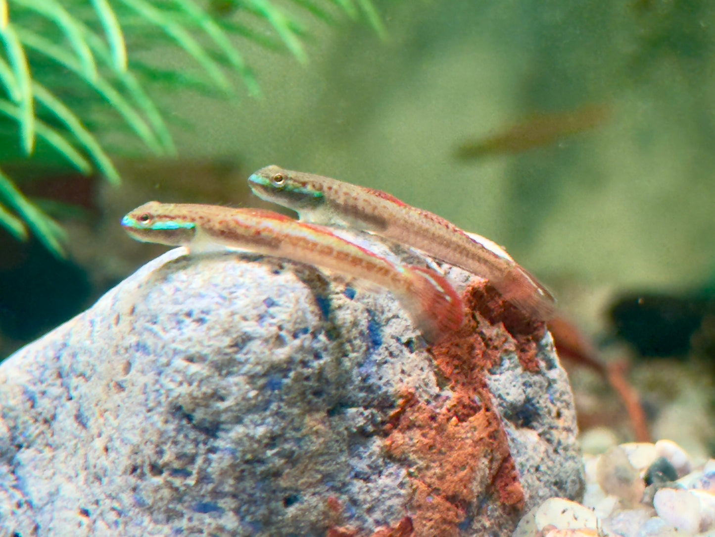 Annies Neongrundel Stiphodon annieae