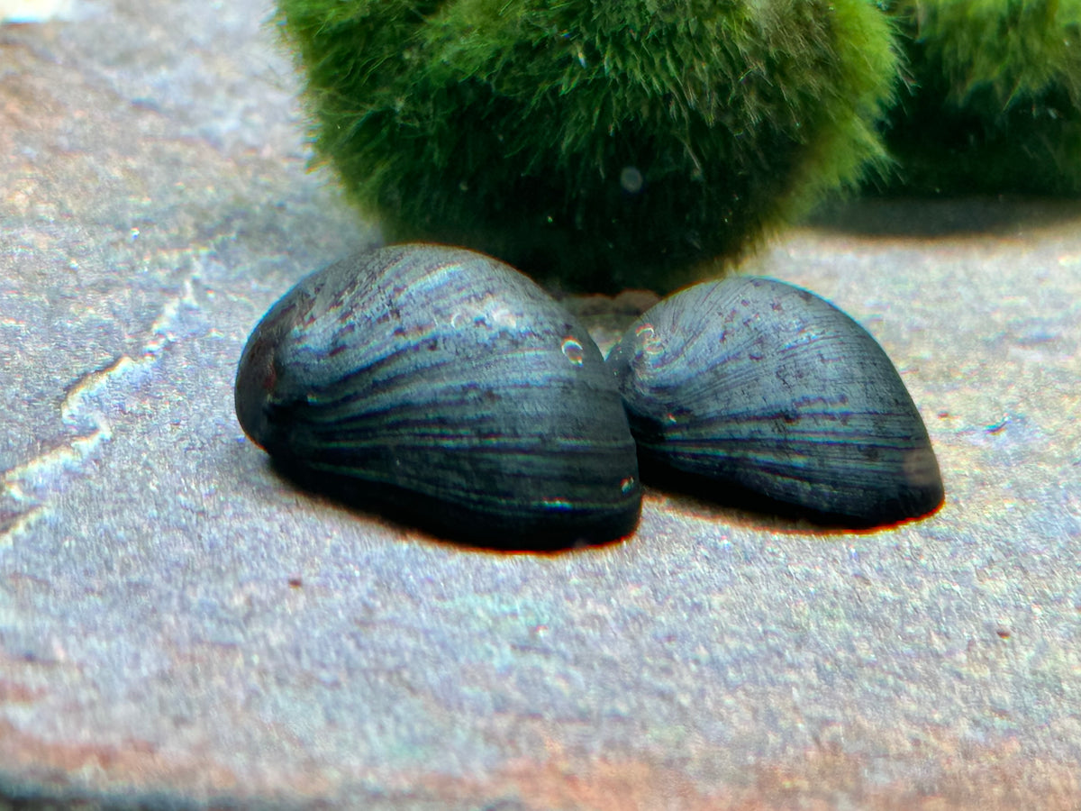 Topbilliger Tiere Anthrazit – Napfschnecke & Stahlhelmschnecke, 5 Stück, Für Aquarium