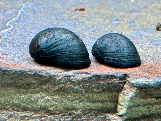 Anthrazit Napfschnecke Stahlhelmschnecke Neritina pulligera
