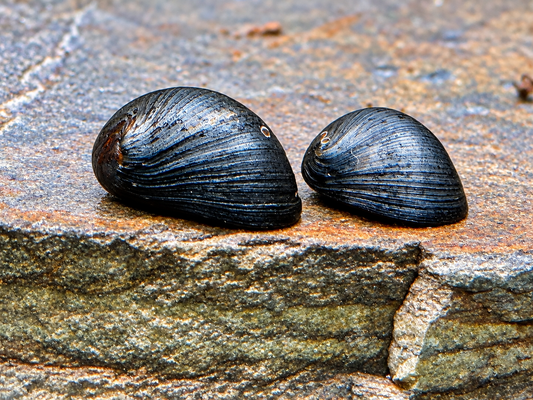 Anthrazit Napfschnecke Stahlhelmschnecke Neritina pulligera