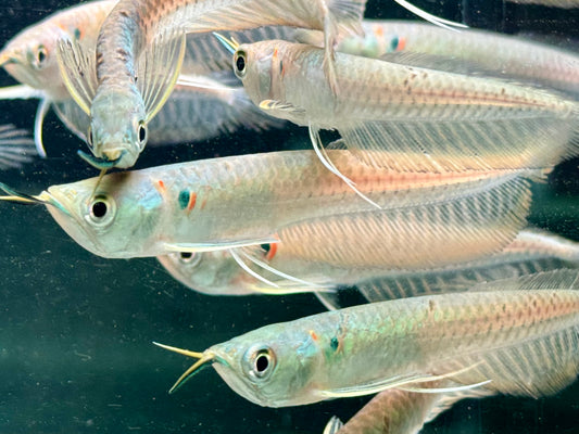 Arowana Silbergabelbart Osteoglossum bicirrhosum 8-10 cm
