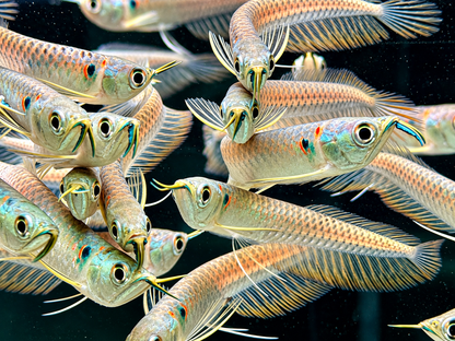 Arowana Silbergabelbart Osteoglossum bicirrhosum 14-16 cm