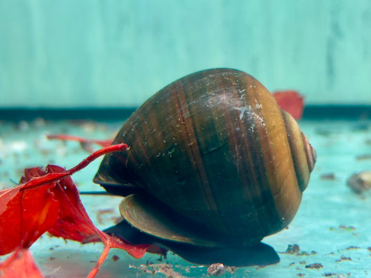 Asiatische Apfelschnecke Pila ampullacea