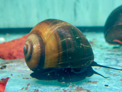 Asiatische Apfelschnecke Pila ampullacea