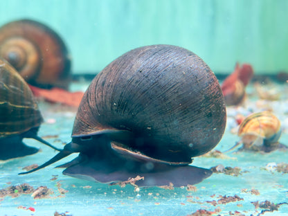 Asiatische Apfelschnecke Pila ampullacea