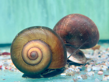Asiatische Apfelschnecke Pila ampullacea