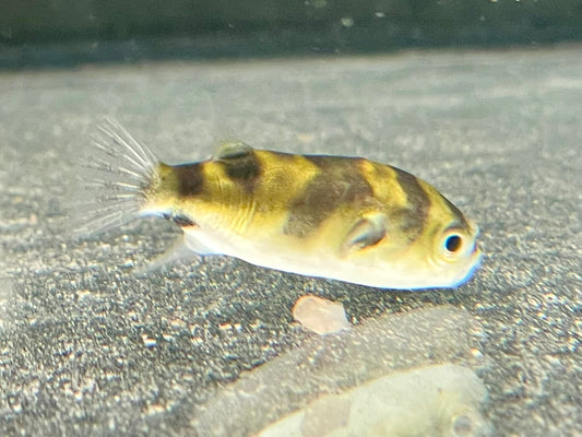 Assel Kugelfisch Papagei Süsswasserkugelfisch Colomesus asellus 5-5,5 cm