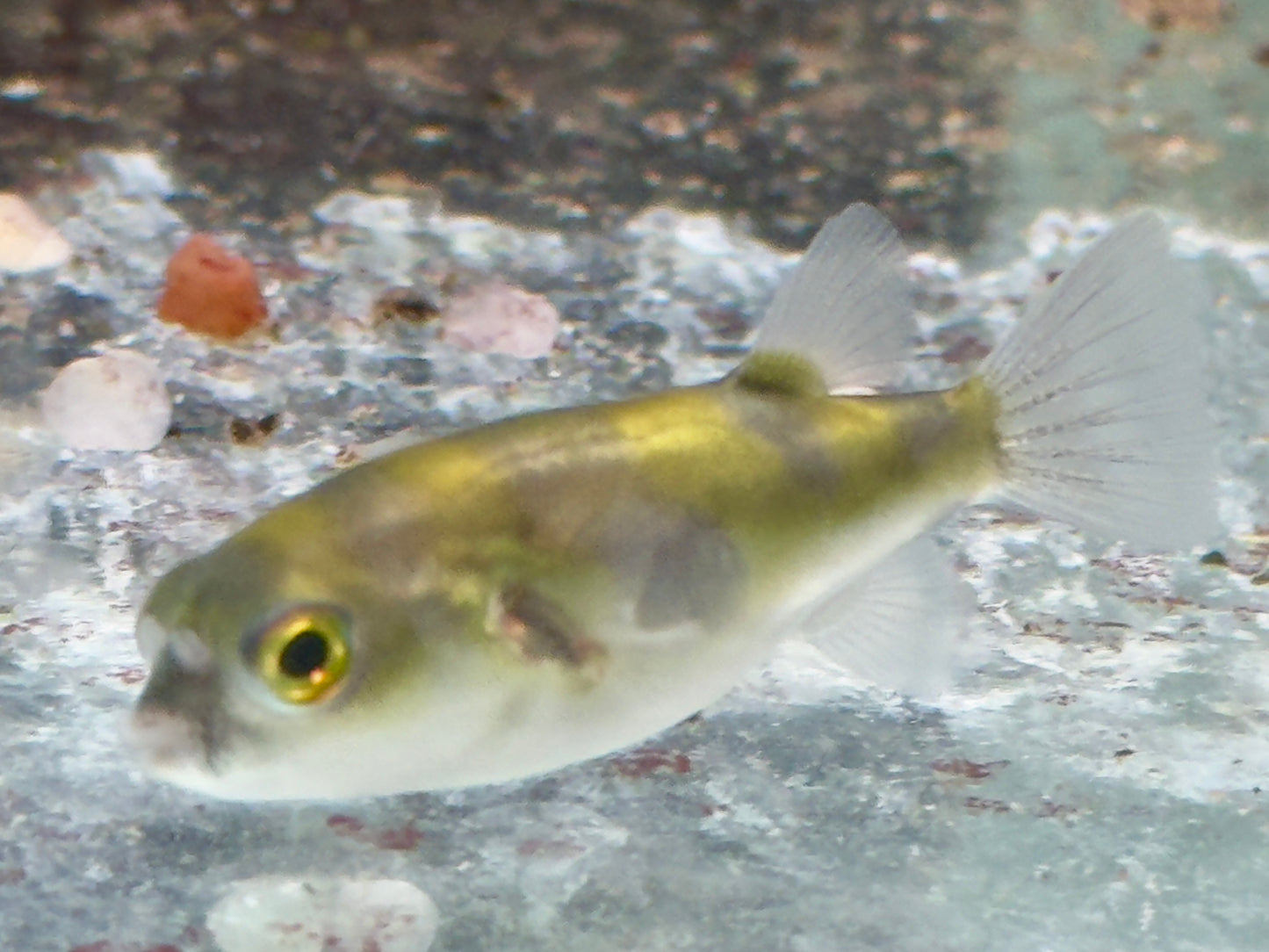 Assel Kugelfisch Papagei Süsswasserkugelfisch Colomesus asellus 5-5,5 cm