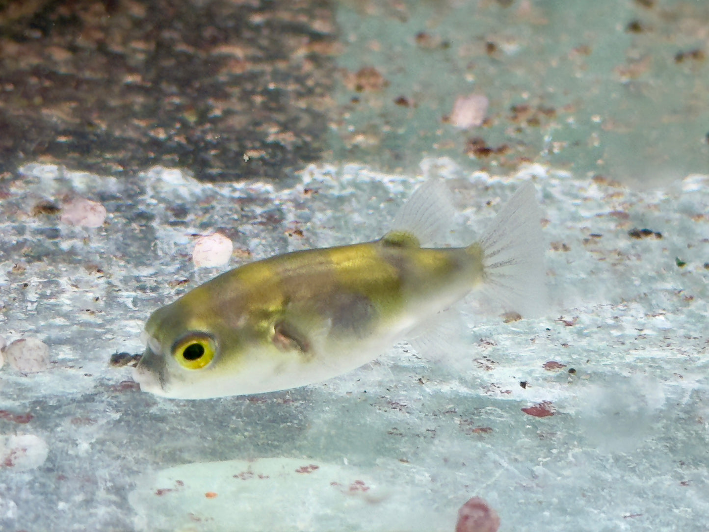Assel Kugelfisch Papagei Süsswasserkugelfisch Colomesus asellus 5-5,5 cm