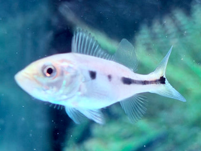 Augenfleck Kammbuntbarsch Cichla orinocensis 4-5 cm