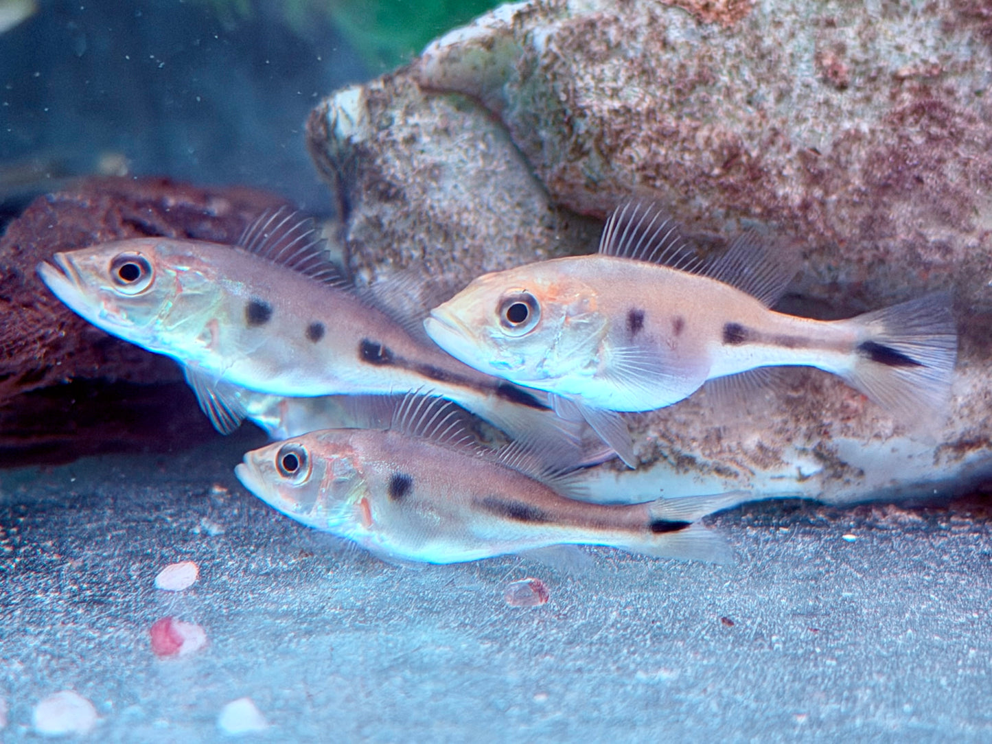 Augenfleck Kammbuntbarsch Cichla orinocensis 4-5 cm