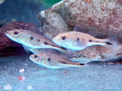 Augenfleck Kammbuntbarsch Cichla orinocensis 4-5 cm