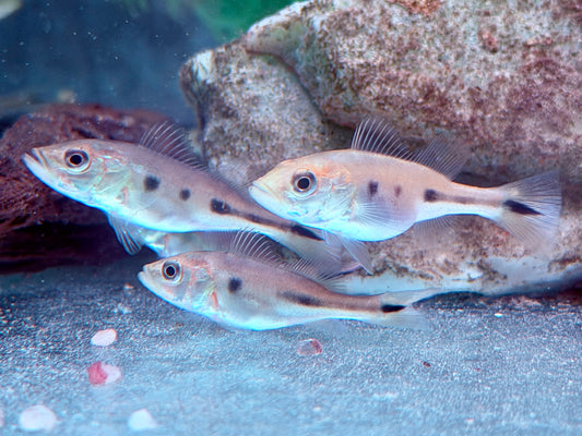 Augenfleck Kammbuntbarsch Cichla orinocensis 4-5 cm