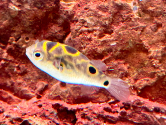 Augenfleck Kugelfisch I Palembang Kugelfisch Tetraodon biocellatus