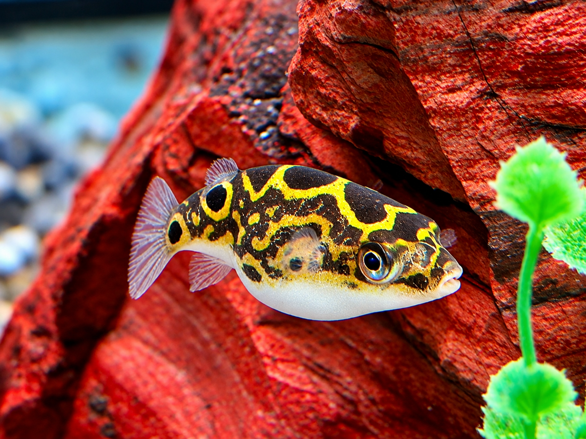 Augenfleck Kugelfisch I Palembang Kugelfisch Tetraodon biocellatus