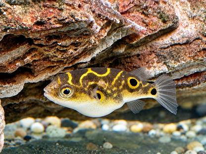Augenfleck Kugelfisch I Palembang Kugelfisch Tetraodon biocellatus