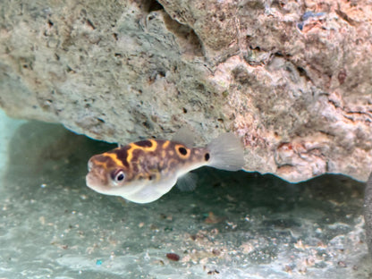 Augenfleck Kugelfisch I Palembang Kugelfisch Tetraodon biocellatus
