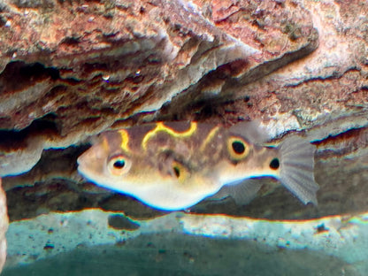 Augenfleck Kugelfisch I Palembang Kugelfisch Tetraodon biocellatus