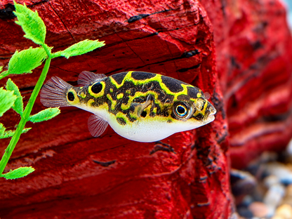 Augenfleck Kugelfisch I Palembang Kugelfisch Tetraodon biocellatus