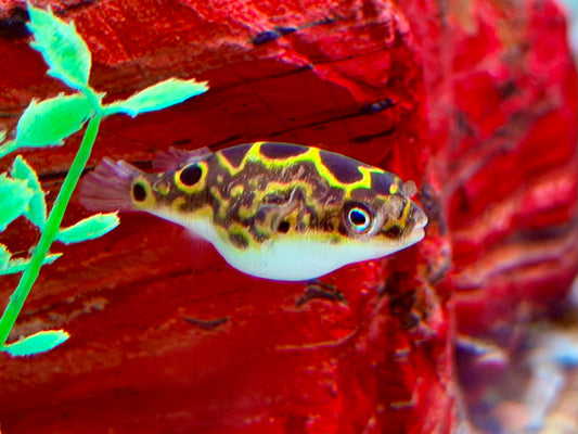 Augenfleck Kugelfisch I Palembang Kugelfisch Tetraodon biocellatus