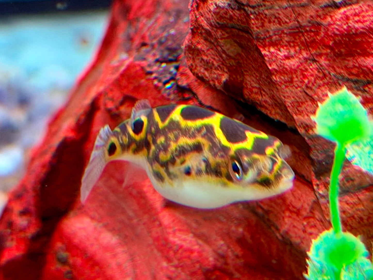 Augenfleck Kugelfisch I Palembang Kugelfisch Tetraodon biocellatus