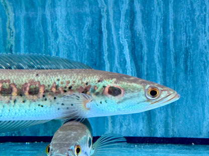 Augenfleck Schlangenkopffisch Channa pleurophthalma 23-26cm
