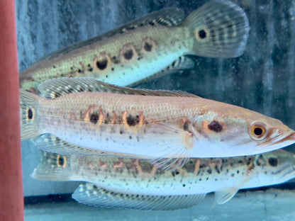 Augenfleck Schlangenkopffisch Channa pleurophthalma 23-26cm