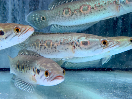 Augenfleck Schlangenkopffisch Channa pleurophthalma 23-26cm