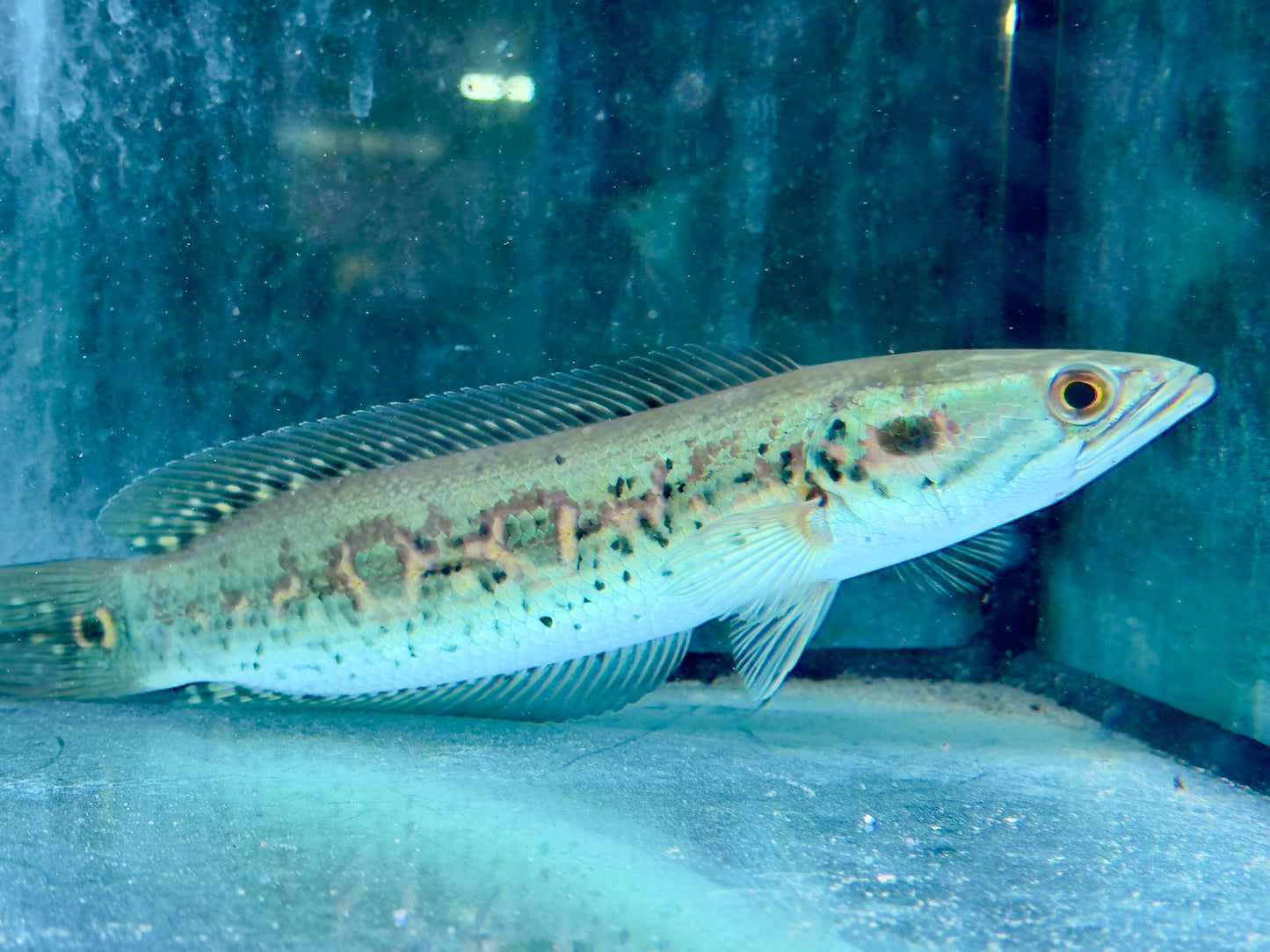 Augenfleck Schlangenkopffisch Channa pleurophthalma 23-26cm