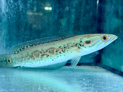Augenfleck Schlangenkopffisch Channa pleurophthalma 23-26cm