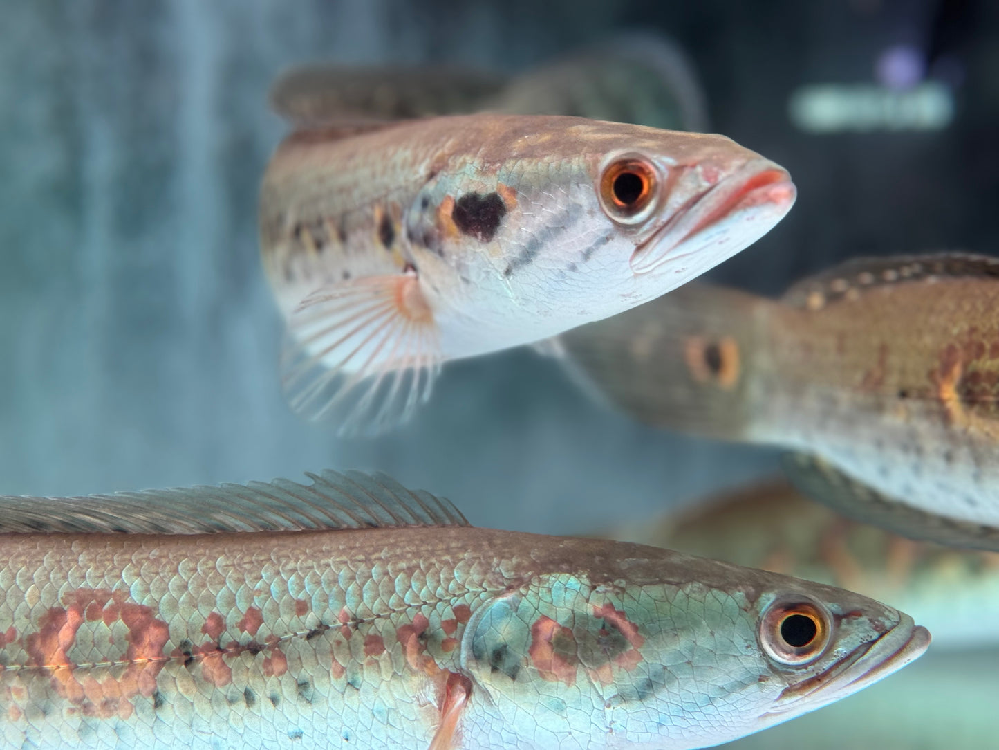 Augenfleck Schlangenkopffisch Channa pleurophthalma 23-26cm
