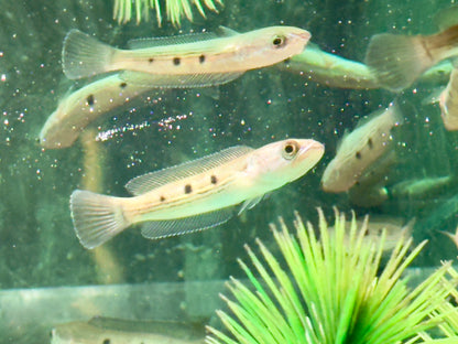 Augenfleck Schlangenkopffisch Channa pleurophthalma