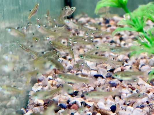 Augenfleckbärbling Rasbora Brevibora dorsiocellata