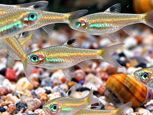Augenfleckbärbling Rasbora Brevibora dorsiocellata