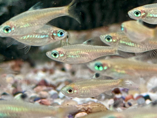 Augenfleckbärbling Rasbora Brevibora dorsiocellata