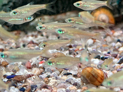 Augenfleckbärbling Rasbora Brevibora dorsiocellata