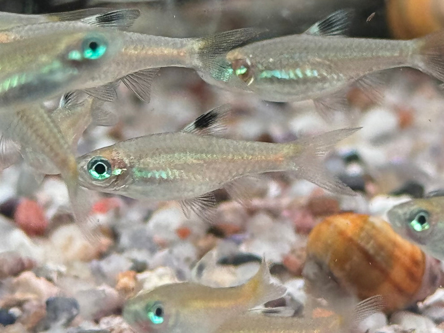 Augenfleckbärbling Rasbora Brevibora dorsiocellata