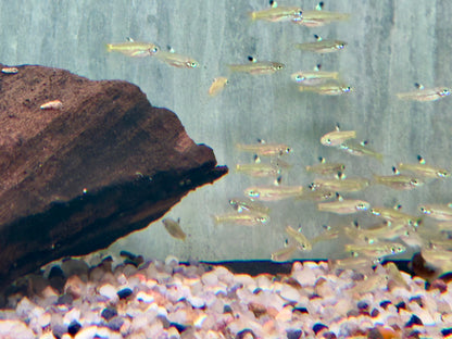 Augenfleckbärbling Rasbora Brevibora dorsiocellata