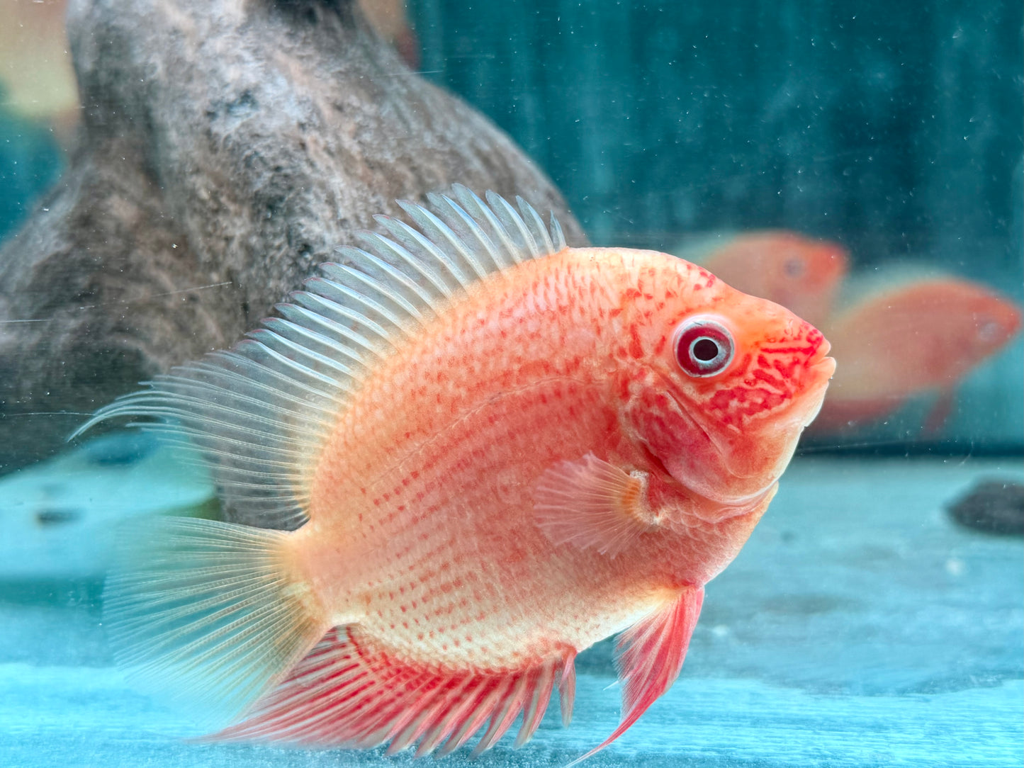Augenfleckbuntbarsch Heros severus red spotted ca. 9-11 cm