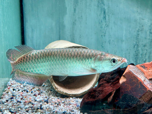 Australischer Knochenzüngler Scleropages jardini 15-17 cm