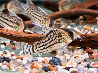 Bänder Panzerwels Hoplisoma Corydoras schwartzi
