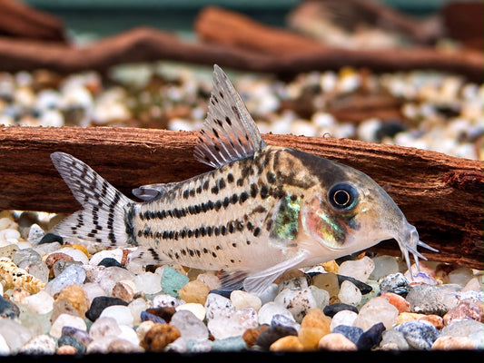 Bänder Panzerwels Hoplisoma Corydoras schwartzi