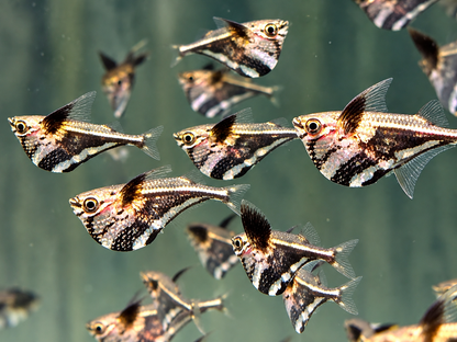 Marmorierter Beilbauchfisch  Carnegiella strigata