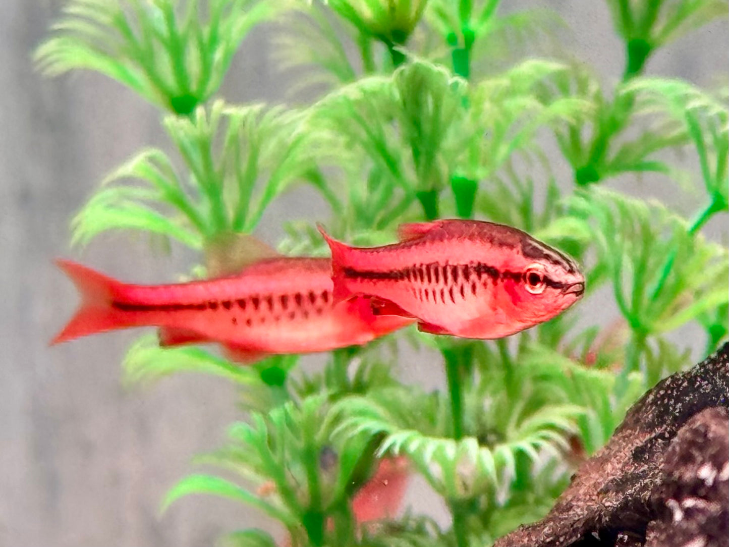 Bitterlingsbarbe Puntius Barbus titteya
