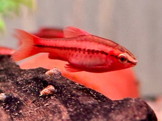 Bitterlingsbarbe Puntius Barbus titteya
