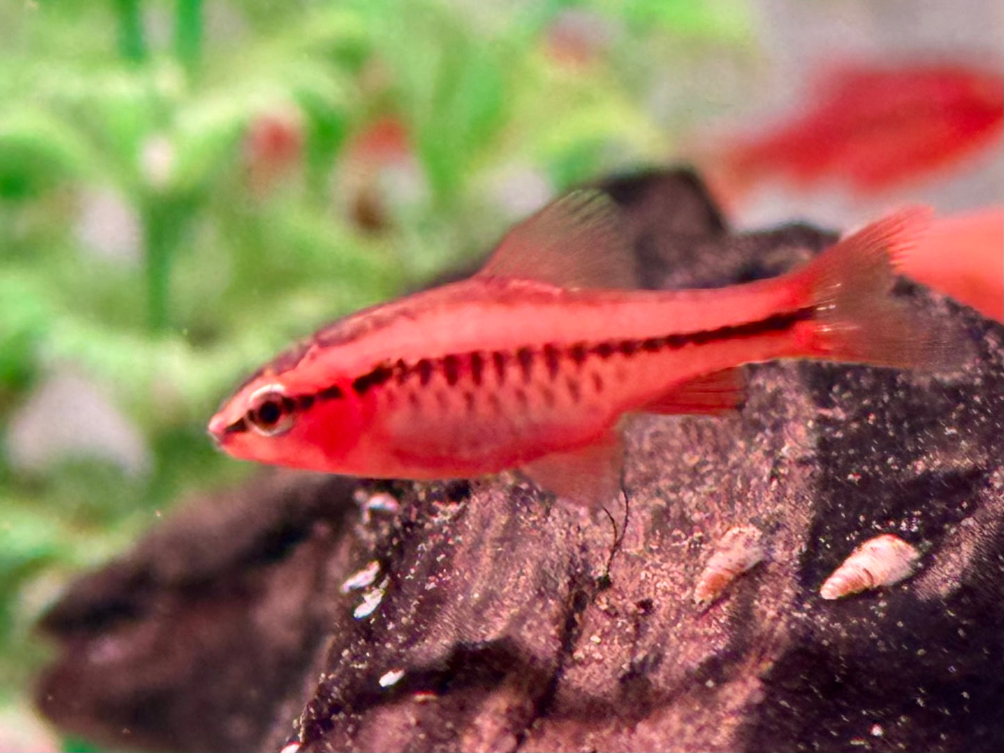 Bitterlingsbarbe Puntius Barbus titteya