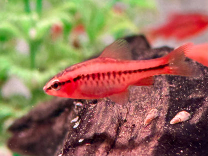 Bitterlingsbarbe Puntius Barbus titteya