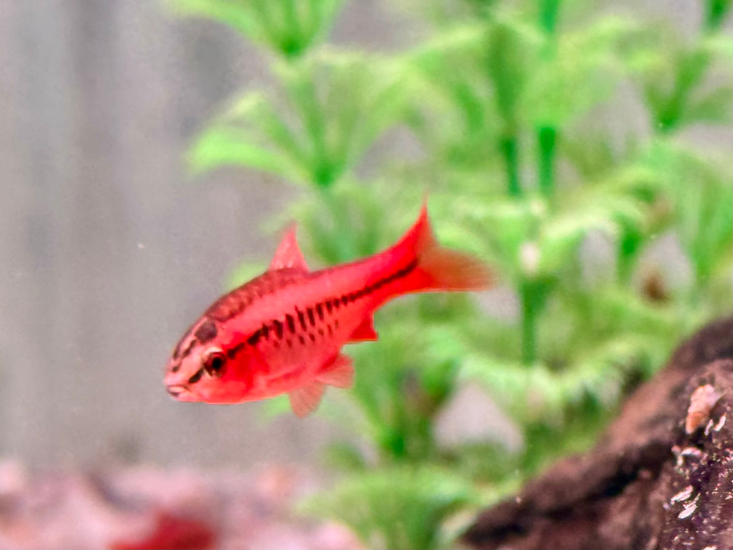 Bitterlingsbarbe Puntius Barbus titteya
