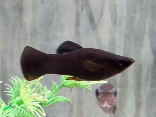 Black Molly Poecilia sphenops