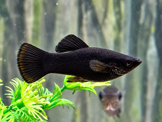 Black Molly Poecilia sphenops